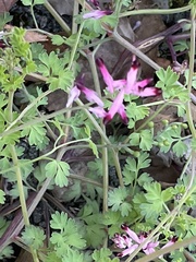 Fumaria muralis