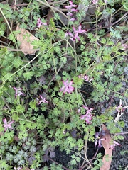 Fumaria muralis