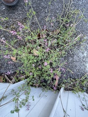 Fumaria muralis