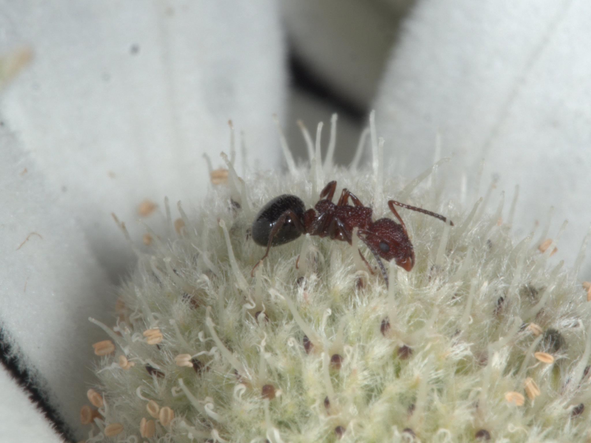 Dolichoderus reflexus