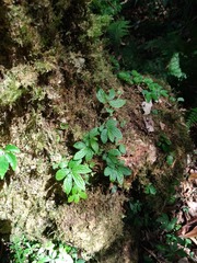 Elatostema parvum