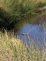 Trachemys scripta elegans