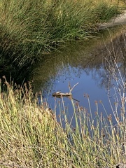 Trachemys scripta elegans