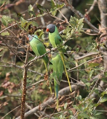 Psittacula himalayana