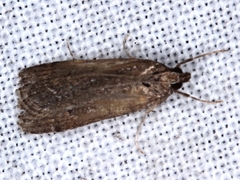 Achyra affinitalis