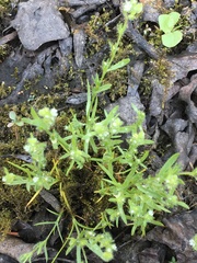 Plagiobothrys scouleri