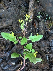 Rorippa barbareifolia