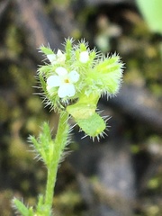 Plagiobothrys scouleri