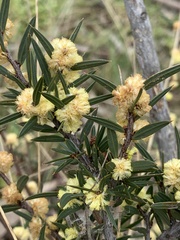 Acacia siculiformis