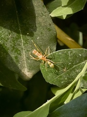 Myrmarachne smaragdina