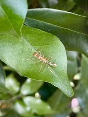 Myrmarachne smaragdina