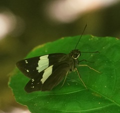 Notocrypta waigensis