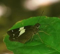 Notocrypta waigensis