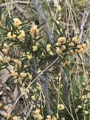 Acacia siculiformis