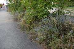 Caryopteris × clandonensis