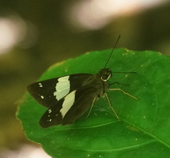Notocrypta waigensis