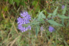 Caryopteris × clandonensis
