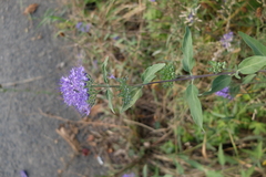 Caryopteris × clandonensis