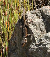 Pseudocordylus microlepidotus microlepidotus
