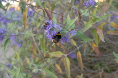 Caryopteris × clandonensis