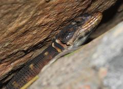 Pseudocordylus microlepidotus microlepidotus