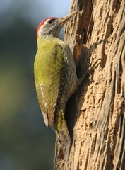 Picus xanthopygaeus