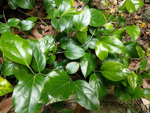 Piper kawakamii Hayata