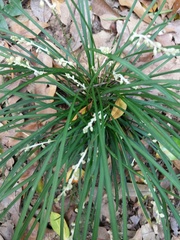 Ophiopogoneae