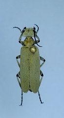 Epicauta diversipubescens