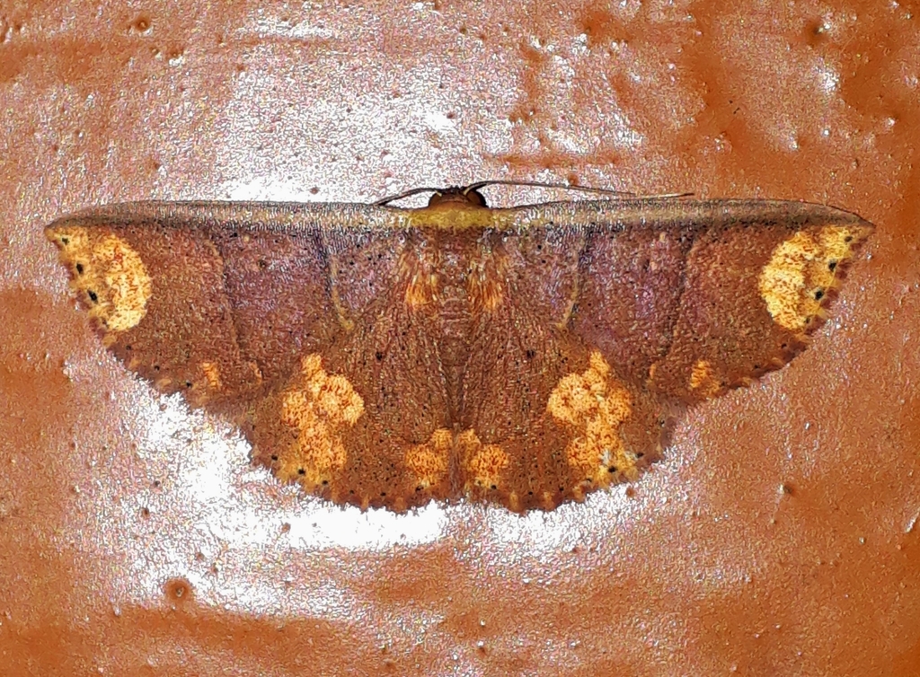 Oruza xanthopera