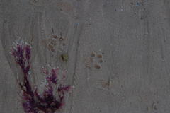 Aonyx capensis capensis