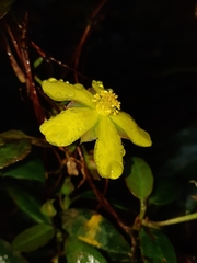 Hibbertia dentata