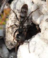 Bothroponera cariosa