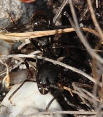 Bothroponera cariosa