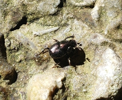 Onthophagus orpheus