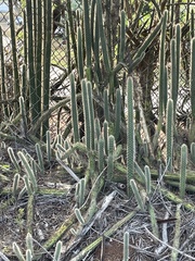 Nyctocereus serpentinus