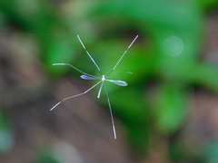 Thrypticomyia