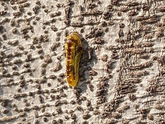 Phauda flammans