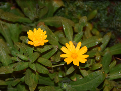 Calendula
