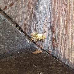 Cosmophasis thalassina