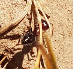 Ephutomorpha sanguineiceps