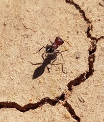 Ephutomorpha sanguineiceps