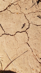 Ephutomorpha sanguineiceps