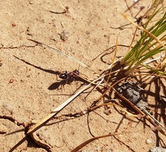 Ephutomorpha sanguineiceps