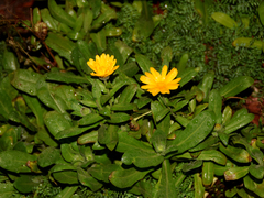 Calendula
