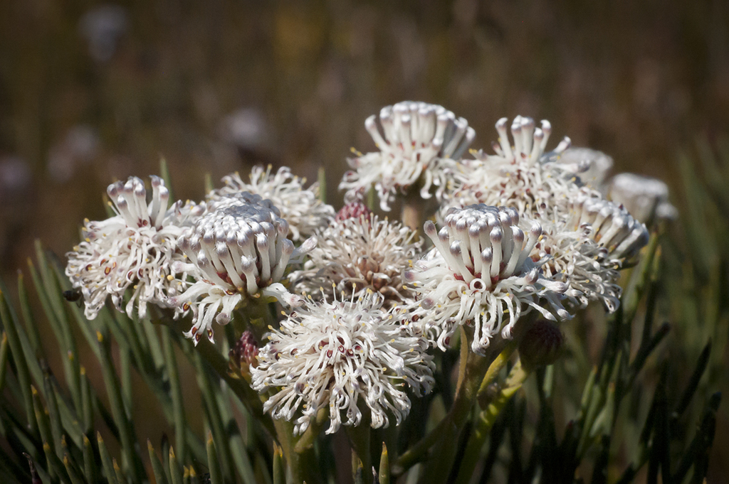 Tulbagh Spiderhead