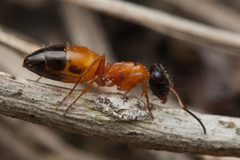 Opisthopsis