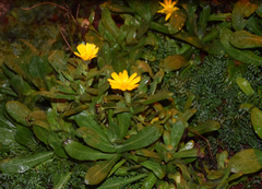 Calendula