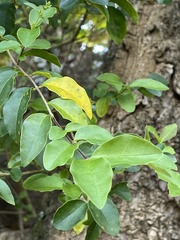 Ligustrum sinense
