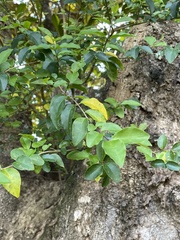 Ligustrum sinense